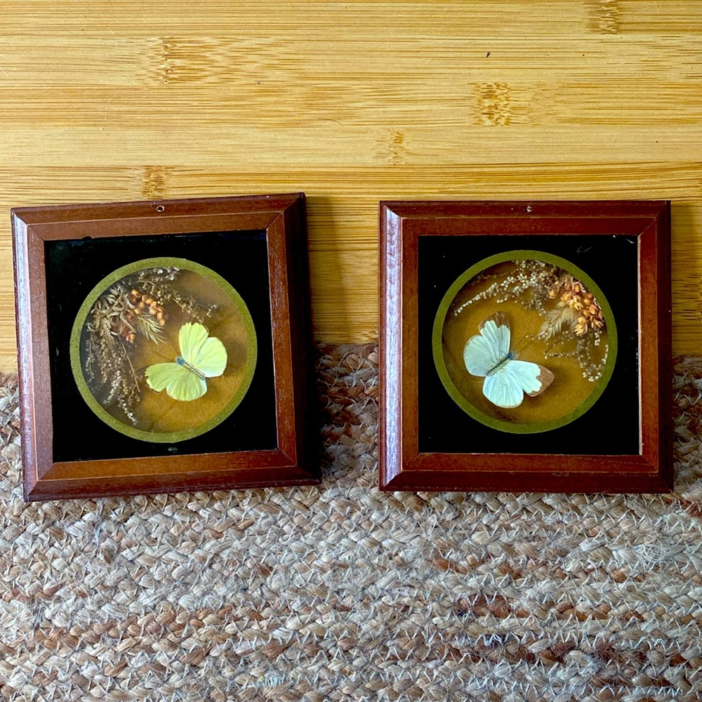 Vintage framed butterfly’s